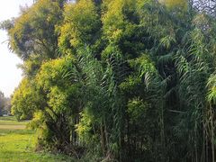 -白鹭湾湿地公园