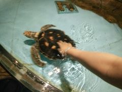 -芜湖新华联大白鲸海洋公园