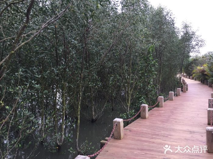 东寨港红树林旅游区 栈道图片