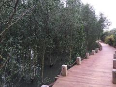  栈道-东寨港红树林旅游区