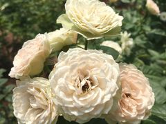 -人民公园(罗湖区)