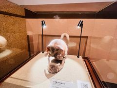 -柳州白莲洞洞穴科学博物馆