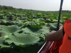 -白洋淀景区