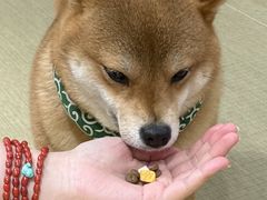 -逗柴咖啡屋·狗咖猫咖宠物桌游