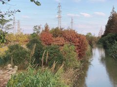 -上海长兴岛郊野公园