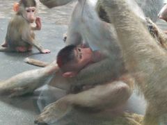 -西安秦岭野生动物园