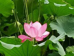 -莲池书院博物馆