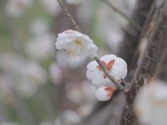-洋湖国家湿地公园