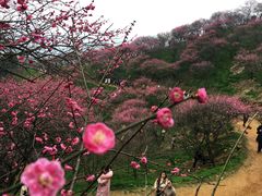 -新建村梅花