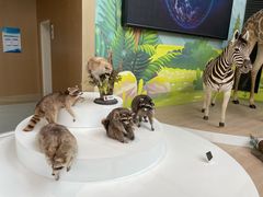 -陕西自然博物馆