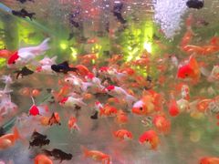 -金陵花卉交易市场