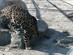 -新疆天山野生动物园
