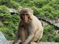 -白帝城·瞿塘峡景区