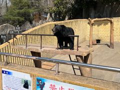 -东方熊牧场