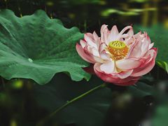 -陈家山荷花公园