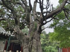 -晋祠公园