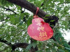 -御林古桑园