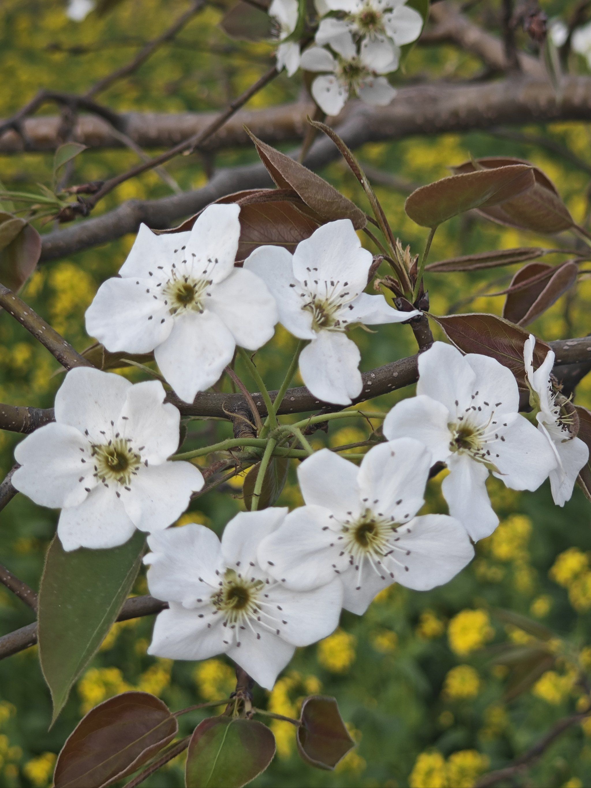 石家庄春游第二站
