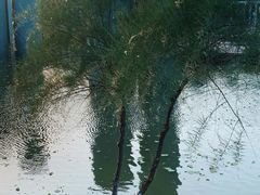 -西安浐灞国家湿地公园
