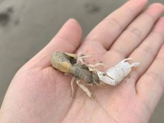 -万尾金滩