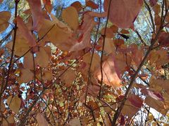 -永定河休闲森林公园