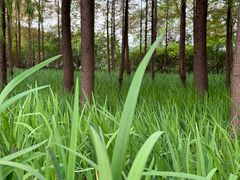 -嘉北郊野公园