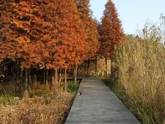 -溱湖国家湿地公园