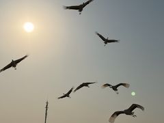-盐城丹顶鹤湿地生态旅游区