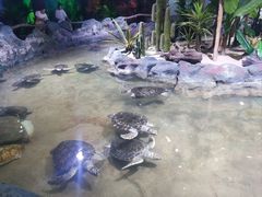 -北海海底世界