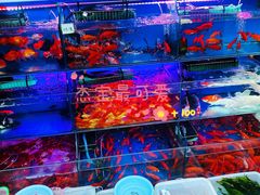 -曲阳花鸟市场(曲阳路店)