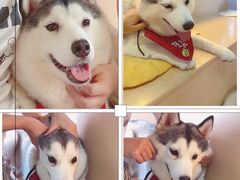 -Husky Go! 哈士奇体验馆·宠物咖啡厅狗咖