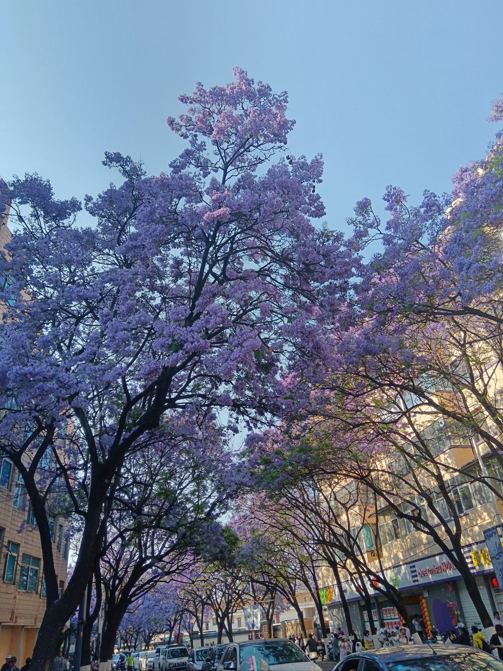 昆明蓝花楹主题公园