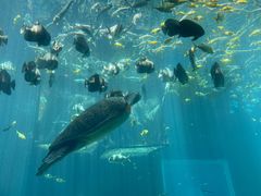 -海棠湾洲际-涛·海底餐厅·美人鱼·自助餐·海底隧道