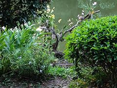 -深圳仙湖植物园