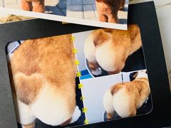 -太原东方动物医院(小店分院)