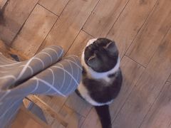 -海边的猫和咖啡馆