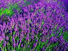 -紫海香堤香草艺术庄园