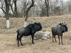 -北京野生动物园