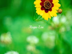 -桤木河湿地公园