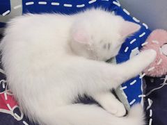 -猫宠乐园·专业洗护