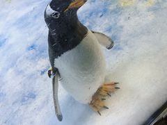 -芜湖新华联大白鲸海洋公园