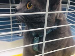 -北京赛佳动物医院