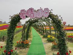 -荷兰花海