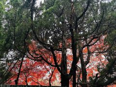 -八大关景区