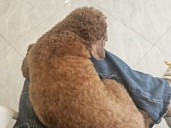 -瑞鹏宠物医院·骨科·猫科·内科(第一中心)