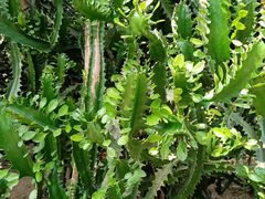 -华南国家植物园-售票处