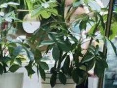 -Jazz·ya 爵士屋(来福士店)