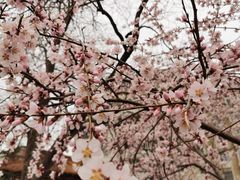 -桃花堤公园