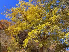 -北京西山国家森林公园