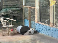 -西霞口神雕山野生动物世界